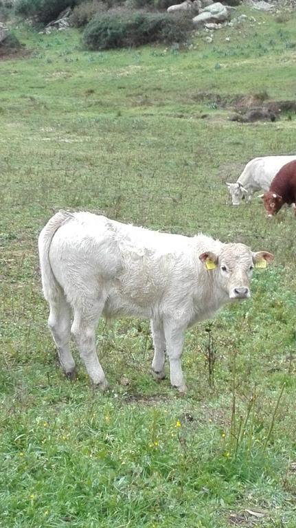 Telti Agriturismo Monte Pino מראה חיצוני תמונה